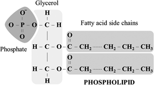 <ul><li><p>can be broken into simple molecules by hydrolysis with water</p></li><li><p>are lipids that contain a phosphate molecule</p></li><li><p>resemble triacylglycerols</p><ul><li><p>Except in phospholipids, </p><ul><li><p>the third fatty acid is replaced with a phosphate group, which is bonded to the glycerol </p><ul><li><p>The phosphodiester/hydrophilic head of the molecule has a nitrogen-containing molecule in the R position, which is attached to the oxygen of the phosphate group.</p></li><li><p>nitrogen-containing molecule can be of different kinds, such as Choline molecule, as shown in the following image.</p></li></ul></li><li><p>also referred to as phosphoacylglycerols. </p></li><li><p>Phosphoacylglycerols are the main component of most cell membranes.</p></li></ul></li></ul></li></ul><p></p><p></p><ul><li><p>is made of a hydrophobic tail and a hydrophilic head,</p><ul><li><p>two fatty acid side chains form two nonpolar “tails” that lie parallel to each other. </p><ul><li><p>This is known as the non-polar end or the hydrophobic (water not-liking) tail</p></li></ul></li><li><p>The phosphodiester end of the molecule is a charged or polar “head”</p><ul><li><p>also known as the hydrophilic (water-liking) head.</p></li></ul></li></ul></li></ul><p></p>