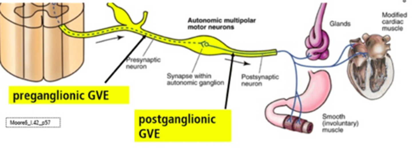 <p>- Unconsciously controlled</p><p>- Carries signals to glands, cardiac muscle, and smooth muscle</p>