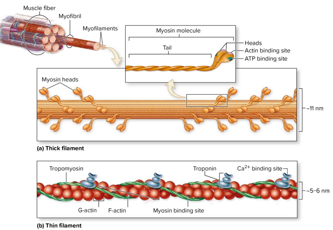 <p>Myofilaments</p>