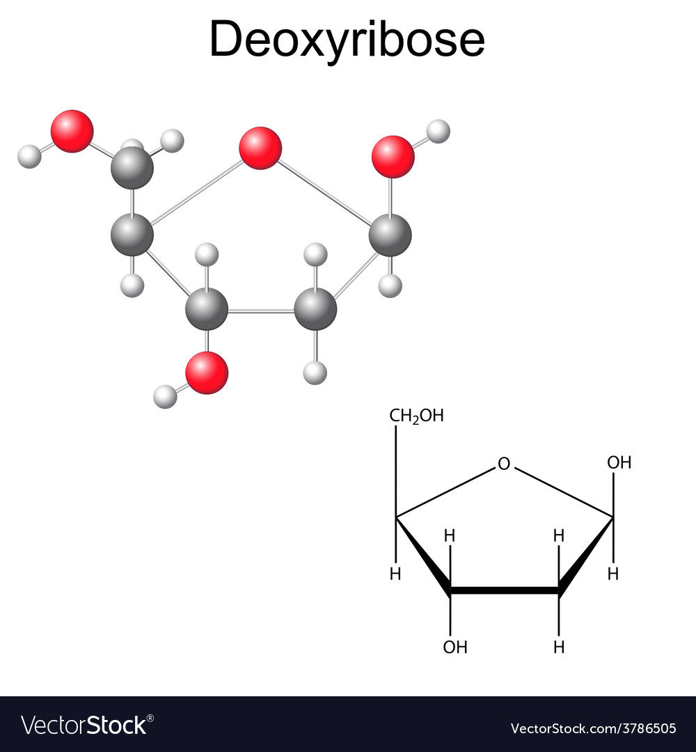 <p><span>uit een desoxyribosemolecule, een fosfaatgroep en een stikstofbase.</span></p>