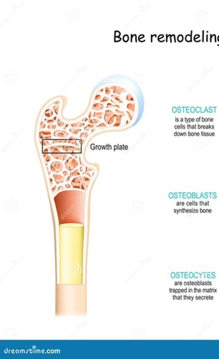 <p>callus remodeled with osteoblasts and osteoclasts, bone heals over next few weeks/months</p>