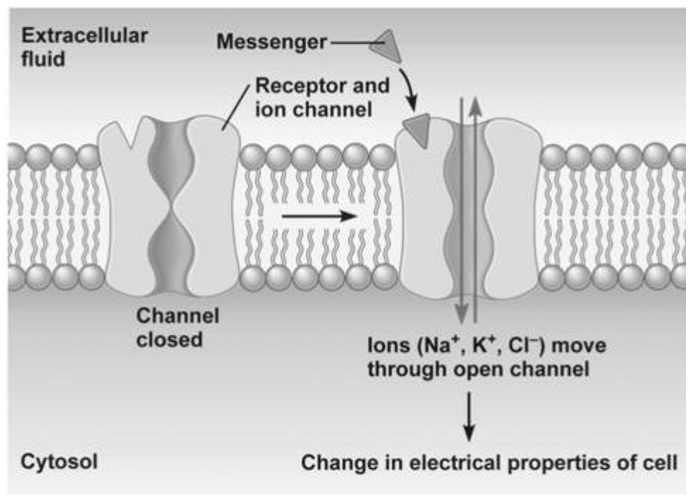 <p>Transmembranaire receptoren waarbij het receptor eiwit een <strong>ionkanaal </strong>vormt</p><ul><li><p>binding ligand → verandering in structuur van receptor</p></li><li><p>opening ionkanaal → snelle veranderingen in membraanpotentiaal (depolarisatie/hyperpolarisatie ifv ion)</p></li></ul><p></p>