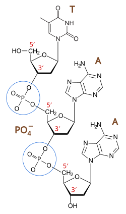 <ul><li><p>phosphodiester bond alternating deoxyribose sugars and phosphate group</p></li><li><p>phosphodiester bonds link 5’ of one sugar to the 3’ of another sugar via a phosphate group</p></li></ul><p>→ give DNA strand a direction of 5’ end or 3’ end</p><p></p>