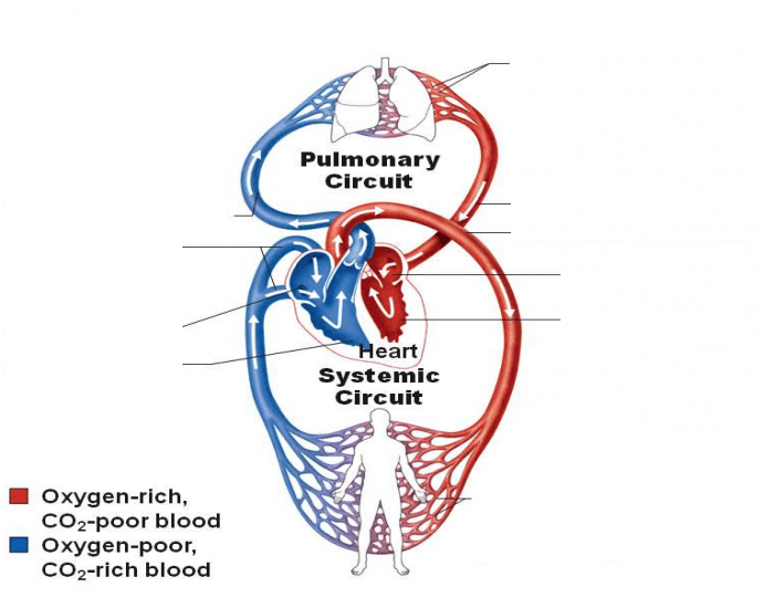 <ul><li><p>one of the circuits in the double circuit heart</p></li></ul><p>Carries <strong>deoxygenated</strong> blood → lungs to pu oxygen</p><p>Returns <strong>oxygenated</strong> blood → heart</p><p></p>
