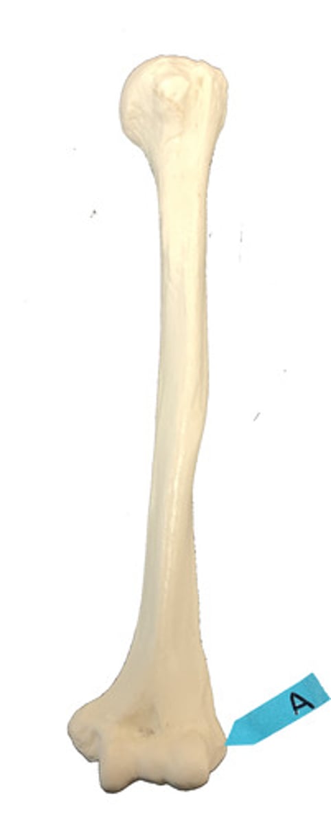 <p>Identify this bone marking.</p>