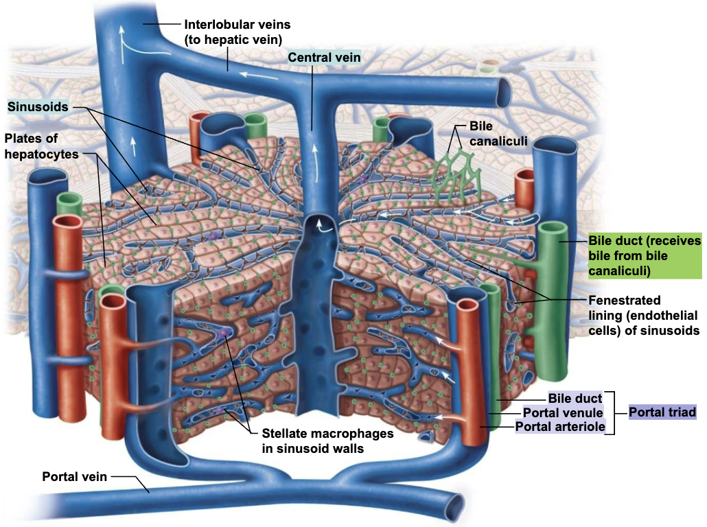 <ol><li><p><strong>Liver lobules </strong></p><ul><li><p>Hexagonal structural and functional units&nbsp;</p></li><li><p>Composed of plates of <span style="color: blue;"><strong>hepatocytes</strong></span> (liver cells) that <span style="color: red;">filter and process nutrient-rich blood&nbsp;</span></p></li><li><p><span style="color: purple;"><strong>Central vein</strong></span> located in longitudinal axis</p></li></ul></li><li><p><strong>Portal triad </strong>in each corner of lobule contains:&nbsp;</p><ul><li><p>Branch of <span style="color: blue;"><strong>hepatic artery</strong></span> → <span style="color: red;">which supplies oxygen&nbsp;</span></p></li><li><p>Branch of <span style="color: blue;"><strong>hepatic portal vein</strong></span> → <span style="color: red;">which brings nutrient-rich blood from intestine&nbsp;</span></p></li><li><p><span style="color: blue;"><strong>Bile duct</strong></span> → <span style="color: red;">which receives bile from bile canaliculi&nbsp;</span></p></li></ul></li></ol><p></p>