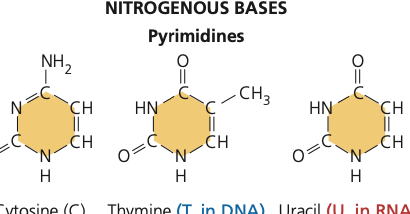 <p>pyrimidine</p>