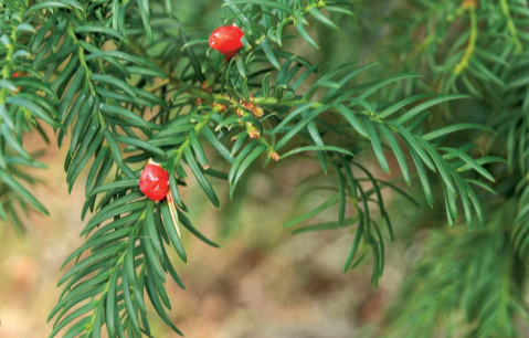 <p><em>Taxus canadensis</em></p>