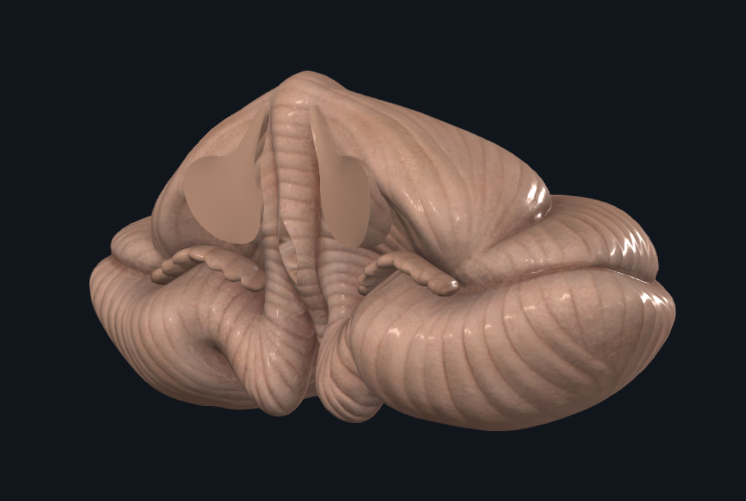 <p><strong>Porción más voluminosa del cerebro posterior y se ubica en la fosa craneal posterior.</strong> Suprasegmentario y derivado del metencéfalo.</p><p><strong><u><mark data-color="yellow" style="background-color: yellow; color: inherit;">Configuración exterior</mark></u></strong></p><ul><li><p><mark data-color="yellow" style="background-color: yellow; color: inherit;">Formado por dos hemisferios cerebelosos</mark></p><ul><li><p><mark data-color="yellow" style="background-color: yellow; color: inherit;">Unidas en sentido transversal por el</mark><strong><mark data-color="yellow" style="background-color: yellow; color: inherit;"> vermis</mark></strong></p></li></ul></li><li><p><mark data-color="yellow" style="background-color: yellow; color: inherit;">Se comunica con el bulbo raquídeo mediante los pedúnculos cerebelosos inferiores (restiformes)</mark></p></li><li><p><mark data-color="yellow" style="background-color: yellow; color: inherit;">Se comunica con la protuberancia mediante los pedúnculos cerebelosos medios (brazo pontino)</mark></p></li><li><p><mark data-color="yellow" style="background-color: yellow; color: inherit;">Se comunica con el mesencéfalo mediante los pedúnculos cerebelosos superiores (braquia conjuntiva)</mark></p></li></ul><p><strong><mark data-color="yellow" style="background-color: yellow; color: inherit;">Configuración Superficial</mark></strong></p><ul><li><p><mark data-color="yellow" style="background-color: yellow; color: inherit;">Surcos de diferentes profundidades</mark></p><ul><li><p><mark data-color="yellow" style="background-color: yellow; color: inherit;">Primer orden: Penetran hasta la substancia blanca central (profundos)</mark></p></li><li><p><mark data-color="yellow" style="background-color: yellow; color: inherit;">Segundo orden: Menos profundos</mark></p></li></ul></li></ul><p><strong><mark data-color="blue" style="background-color: blue; color: inherit;">Configuración fisiológica</mark></strong></p><ul><li><p><mark data-color="blue" style="background-color: blue; color: inherit;">Lóbulo posterior/Arquicerebelo</mark></p></li><li><p><mark data-color="blue" style="background-color: blue; color: inherit;">Lóbulo medio/Neocerebelo</mark></p></li><li><p><mark data-color="blue" style="background-color: blue; color: inherit;">Lóbulo anterior/Paleocerebelo</mark></p></li></ul><p></p><p><mark data-color="red" style="background-color: red; color: inherit;">Se encarga de la coordinación de los movimientos</mark></p><ul><li><p><mark data-color="red" style="background-color: red; color: inherit;">Equilibrio, con VIII par craneal</mark></p></li><li><p><mark data-color="red" style="background-color: red; color: inherit;">Coordinacion de movimientos voluntarios</mark></p></li><li><p><mark data-color="red" style="background-color: red; color: inherit;">Memoria</mark></p></li><li><p><mark data-color="red" style="background-color: red; color: inherit;">Movimiento fino y voluntario de músculos y tono muscular</mark></p><ul><li><p><mark data-color="red" style="background-color: red; color: inherit;">Última neurona de lo inconsciente</mark></p></li></ul></li></ul><p></p><p></p>