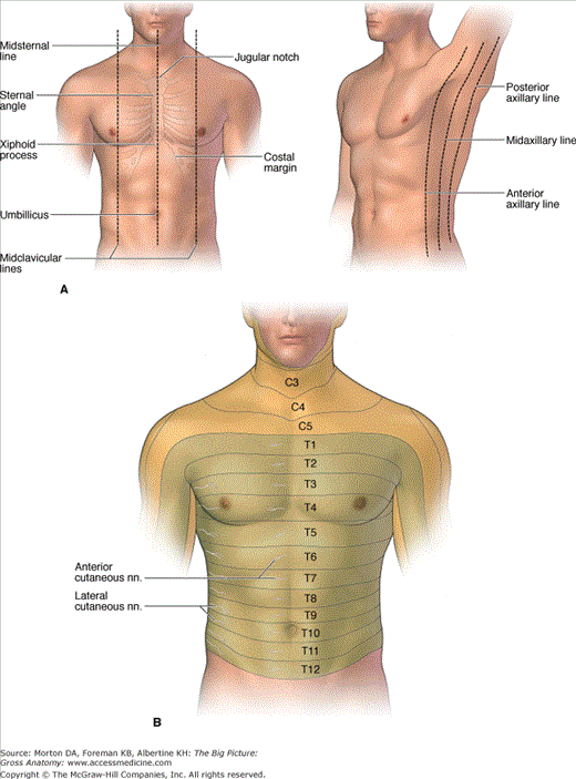 <p>Clavicles </p><p>Jugular notch of the sternum</p><p>Sternal angle</p><p>Xiphoid process</p><p>Costal margins</p>