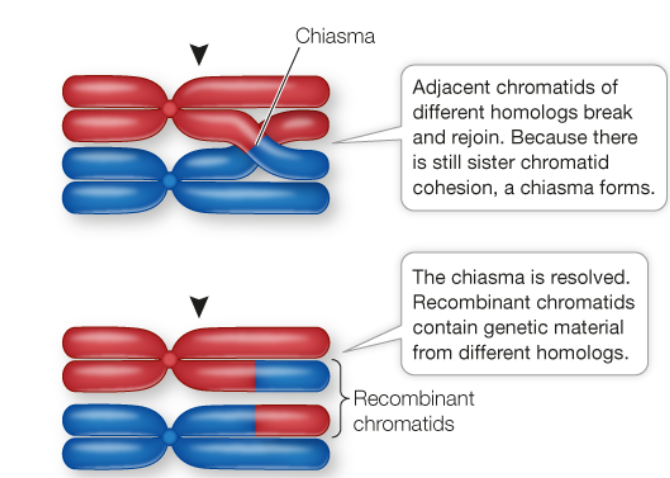 <p>The visible manifestation of crossing over between homologous chromosomes.</p>