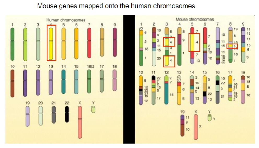 <ul><li><p>known genome (22,00 genes, 20 chromosome pairs)</p></li><li><p>99% of genes have homologues in humans</p></li><li><p>similarly organised brain and behavioural traits common across mammalian species</p></li><li><p>lots of background info on biological processes and well-defined behavioural tests including models of disease states</p></li></ul>