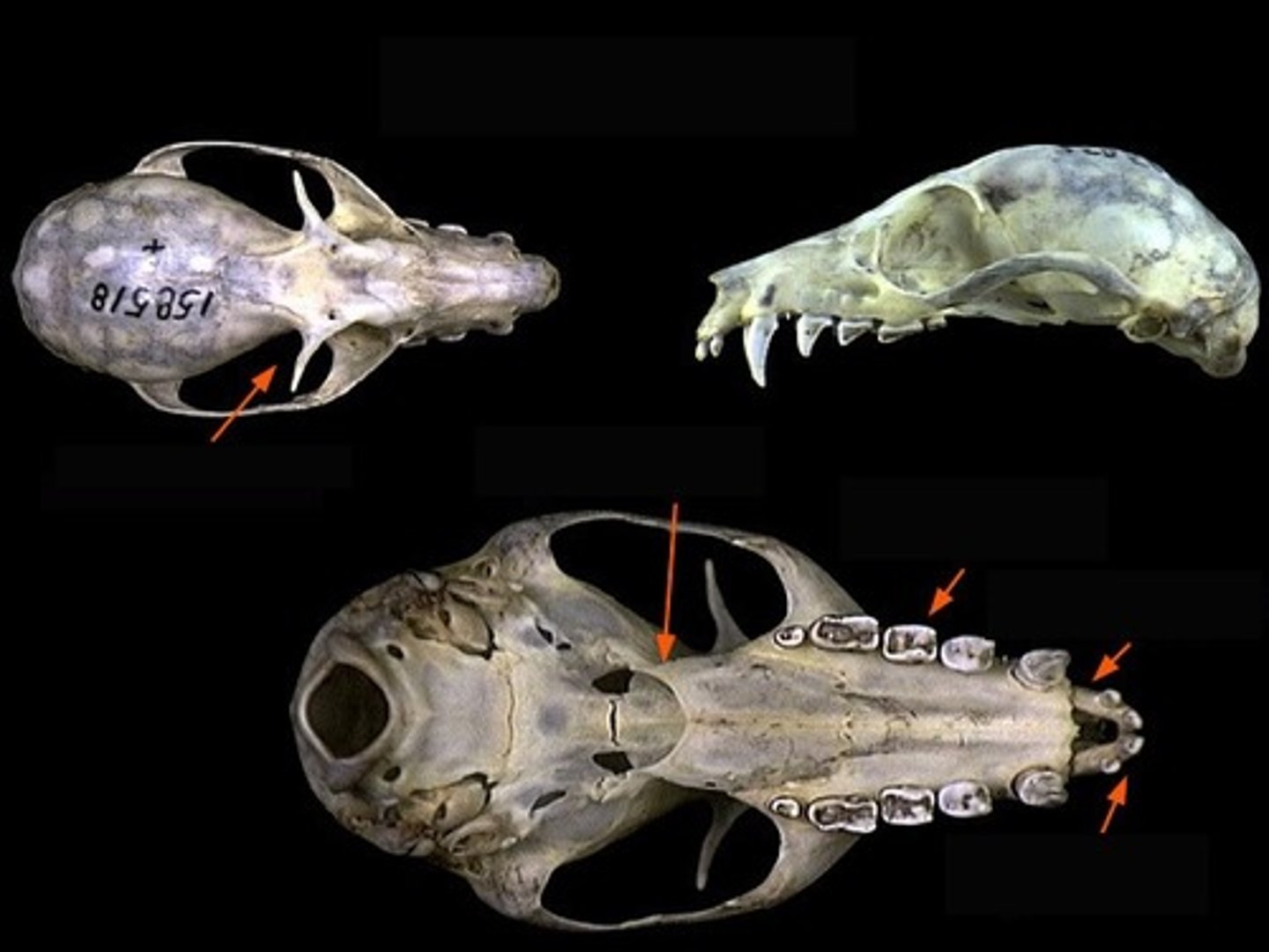 <p>What is the clade, order and family?</p>