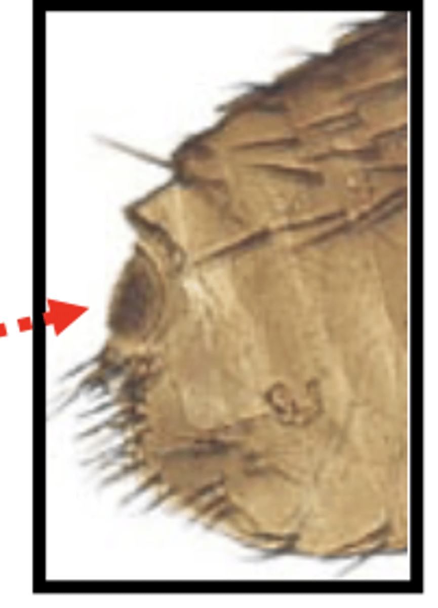 <p>what special sensory organ do siphonaptera (fleas) have at the end of their abdomen?</p>