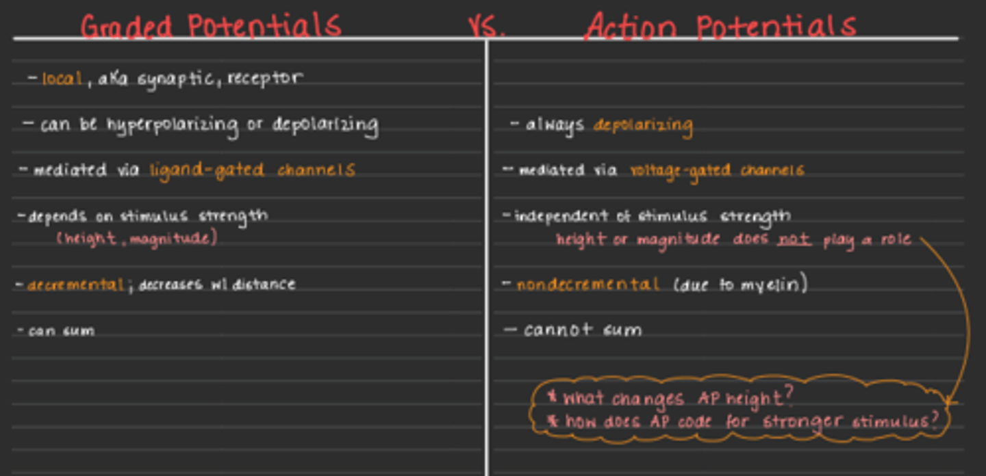 <p>Graded (local) potentials – small local potentials with magnitudes that can vary and that die out </p><p>-can be hyper/depolarizing</p><p>-can sun </p><p>-decremental!?</p><p>Action potential (AP) – rapid, all-or-none change in membrane potential during which the membrane -</p><p>-always depolarizes </p><p>-mediated with voltage gated channels </p><p>-non-decremental </p><p>-dont sum </p><p>-indep of stimulus strength all or nothing</p><p>Moves electrical signal down axon to communicate between neurons</p>