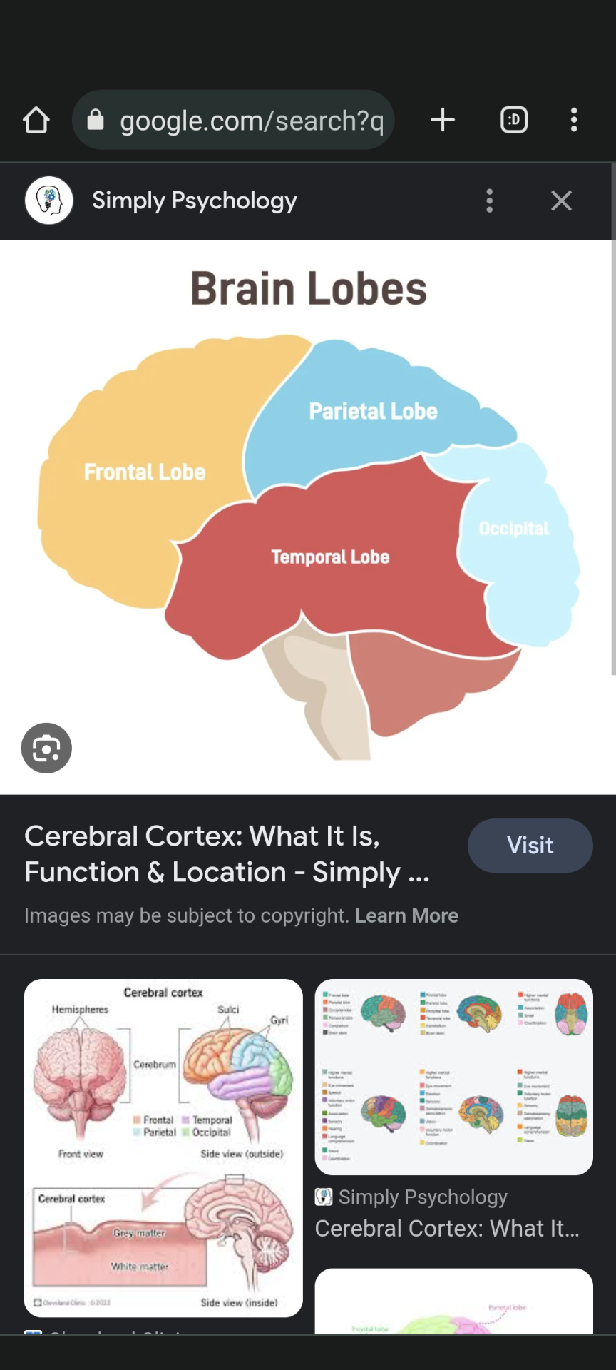 <p></p><ul><li><p>Description: Divided into frontal, parietal, temporal, and occipital lobes.</p></li><li><p>Functions: Decision-making, sensory processing, memory, visual processing.</p></li></ul>