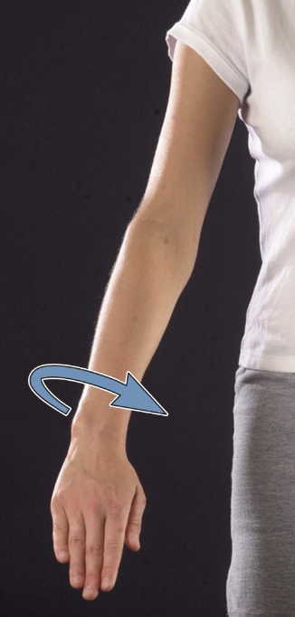 <p>pronation</p>