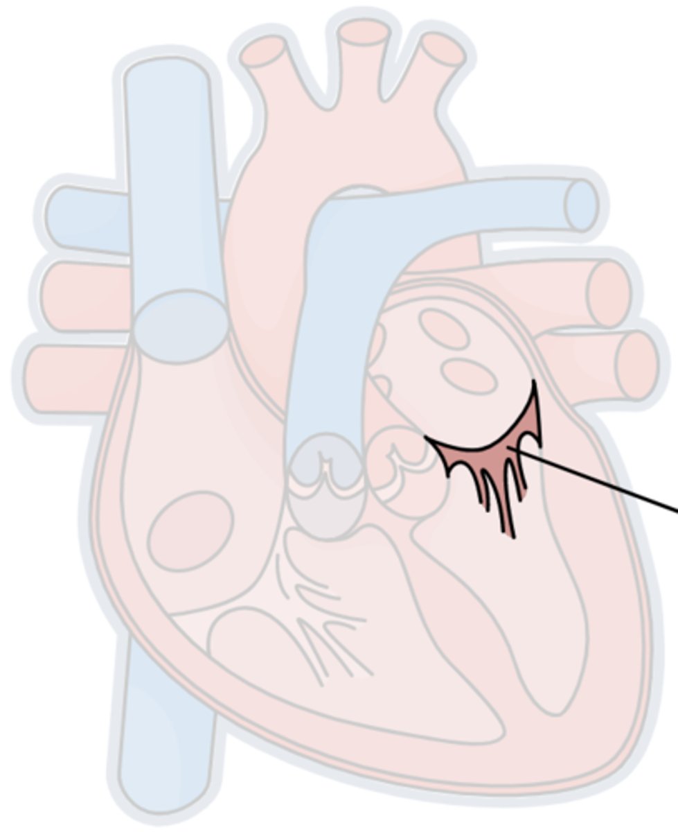 <p>Btwn the left atrium &amp; left ventricle</p>