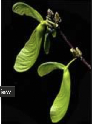 <p>samara single or pairs, largest</p>