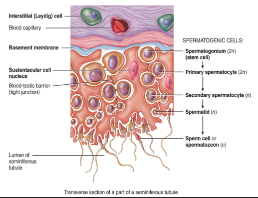 <ul><li><p>also called the interstitial cells </p><ul><li><p>in between everything to help provide support</p></li></ul></li><li><p>located in the connective tissue that surrounds the seminiferous tubules</p></li><li><p>predominately secrete testosterone</p><ul><li><p>endocrine tissue</p><ul><li><p>primarily functioning for reproduction</p></li></ul></li><li><p>testosterone is needed for the development of male sex characteristic and spermatogenesis</p><ul><li><p>facial hairs </p></li><li><p>deep voice</p></li></ul></li><li><p>females don’t have this production of testosterone</p></li></ul></li></ul><p></p>