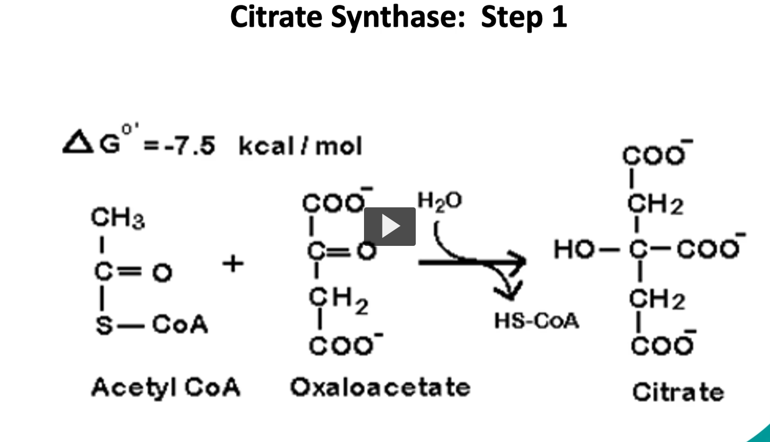 <p><u>first step of the krebs cycle</u></p><p>going step by step into the Kreb’s cycle, we start with the substrate of acetyl-CoA and oxaloacetate, the enzyme is called <strong>citrate synthase</strong>. through our condensation reaction, we will produce citrate. This is an <strong>exergonic reaction</strong> with a <strong>delta G of -7.5 Kcal/mole</strong>. This is an<strong> irreversible reaction</strong> or controlled reaction.</p><p>Acetyl-CoA + Oxaloacetate + H2​O→ Citrate+ CoA-SH</p><p>Enzyme: <strong>Citrate synthase</strong></p><p><u>Acetyl-CoA</u> = Coenzyme A carrying a 2-carbon acetyl group, It is the <strong>main fuel molecule entering the Krebs cycle</strong>.</p><p><u>Oxaloacetate </u>= a 4-carbon molecule related to oxalo and acetate groups</p><p>A <strong>2-carbon acetyl group</strong> joins a <strong>4-carbon oxaloacetate</strong> to form a <strong>6-carbon citrate</strong>.</p><p><u>3. Water (H₂O) </u></p><p>Water participates in the reaction because the enzyme performs a <strong>hydrolysis</strong> step.</p><p>Water helps break the <strong>thioester bond</strong> between acetyl and CoA.</p><p>This releases <strong>CoA-SH</strong>.</p><p><u>4. CoA-SH Etymology </u></p><p><strong>SH</strong></p><ul><li><p>sulfhydryl group</p></li><li><p><strong>thiol group</strong></p></li></ul><p>When acetyl leaves, CoA regains its <strong>free sulfhydryl (-SH)</strong>.</p><p>So: <strong>CoA-SH = free coenzyme A</strong></p><p><strong><u>Citrate</u></strong></p><p>Derived from <strong>citric acid</strong></p><ul><li><p><strong>citrus fruits</strong> contain citric acid</p></li><li><p>first isolated from lemons</p></li></ul><div data-type="horizontalRule"><hr></div><p>Citrate is a <strong>6-carbon molecule</strong> formed when:</p><p><span>2C+4C=6C2C + 4C = 6C2C+4C=6C</span></p><p>Acetyl group + oxaloacetate → citrate.</p><p><strong>Citrate</strong> is the <strong>first molecule of the Krebs cycle</strong>.</p>