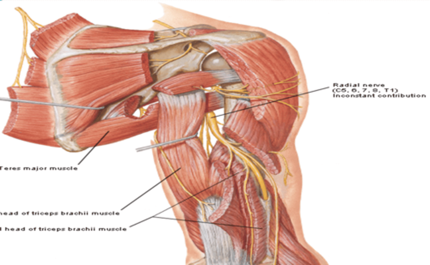 <p>-Course: runs posterior to humerus in radial groove -&gt; perforates lateral intermuscular septum -&gt; enters cubita fossa</p><p>-Supply: all muscles of posterior compartments of the arm and forearm, and skin on posterior and inferolateral arm, posterior forearm, and dorsum of hand</p>