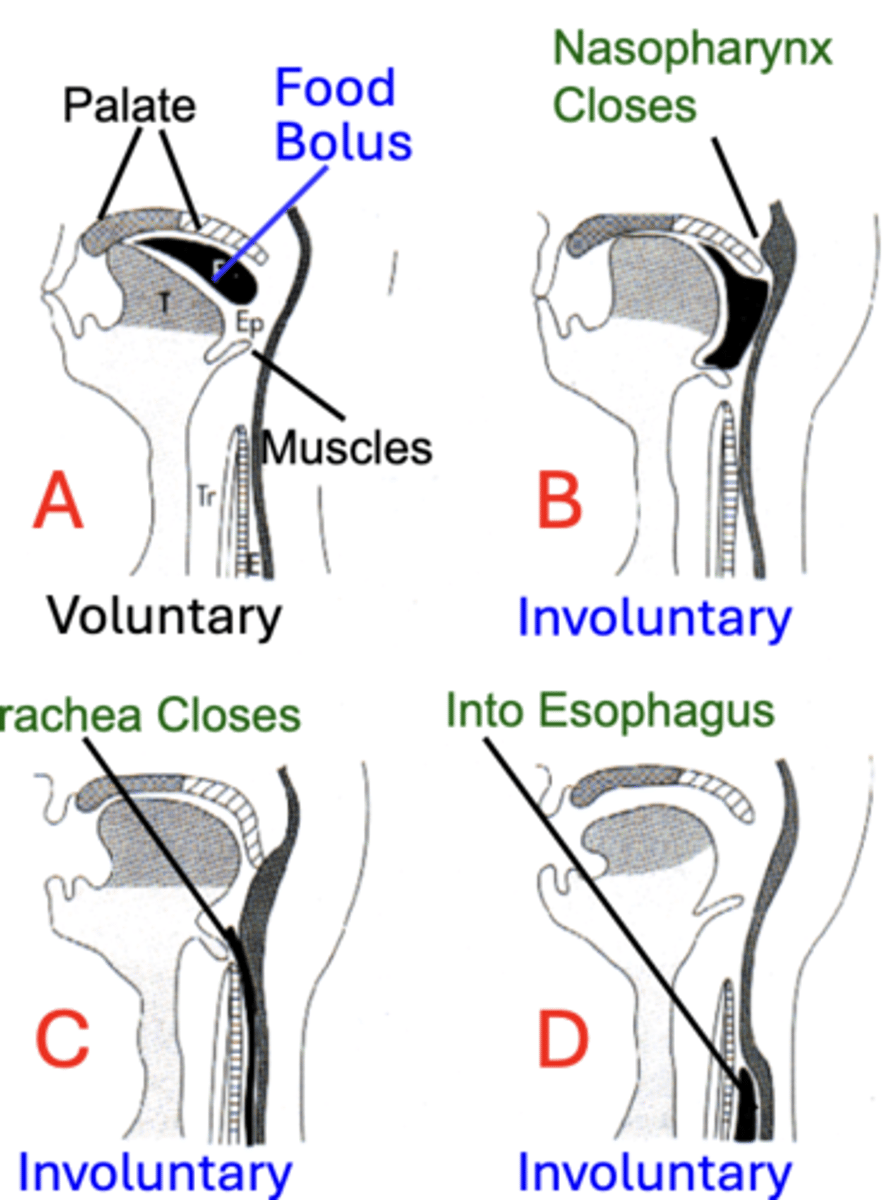 <p>Swallowing occurs in two stages: Voluntary and involuntary</p><p>overall: Food Bolus → Pharyngeal Receptors → Afferent: Vagus and Glossopharyngeal → Medullary Center → Efferent </p><p>Inhibits: Ventilation &amp; Speech</p>