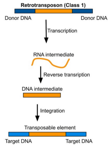 <p>Retrotransposons</p>