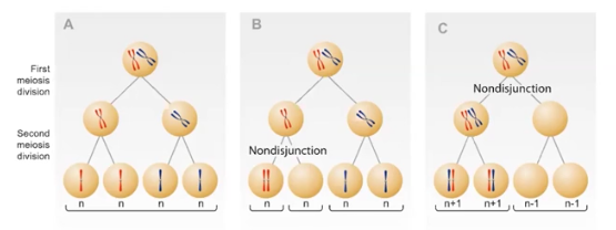 <p>Nondisjunction </p>