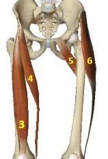 <p>Hip flexor muscles: Tensor Fascia Latae</p>
