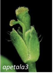 <p>Class B Mutant:</p>