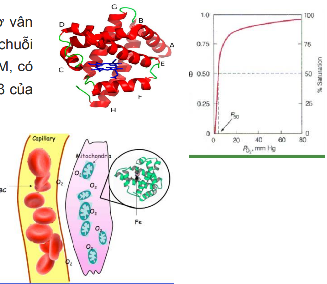 <p>Sắc tố hô hấp của cơ gồm 1 chuỗi polypeptide và nhân hem,chuỗi pp cấu trúc tương tự beta globin(8 xoắn alpha)</p><p>Ái lực Mb cao hơn Hb nhiều→giành O2 của Hb dự trữ cho cơ</p>