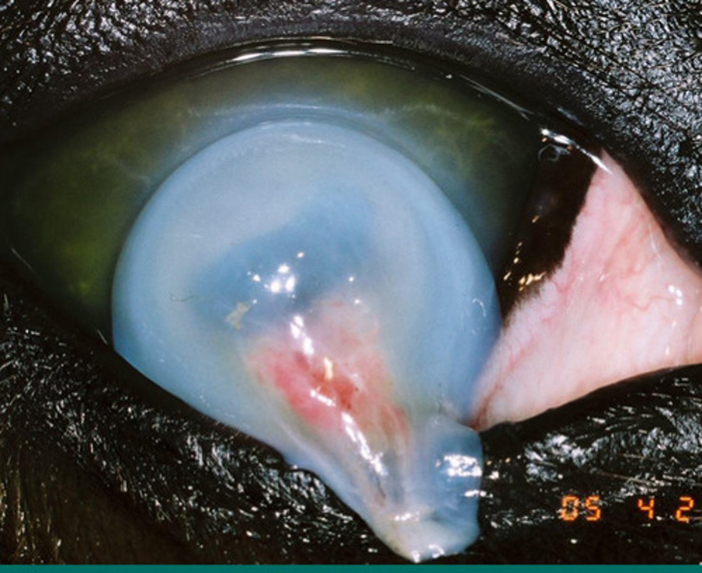 <p>Describe this ulcer and talk about what you can do to fix it?</p>