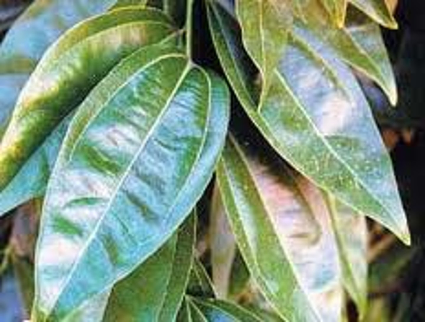 <p>Cocculus; Filler</p>