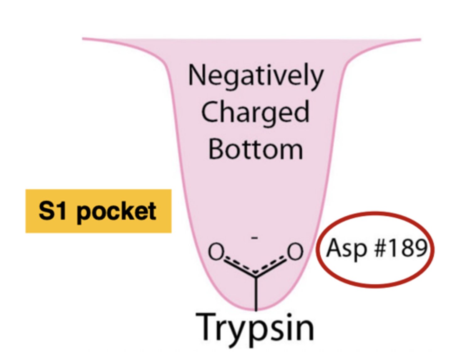 <p>Has an <span class="bgY">aspartate residue</span>; a negatively charged bottom </p>