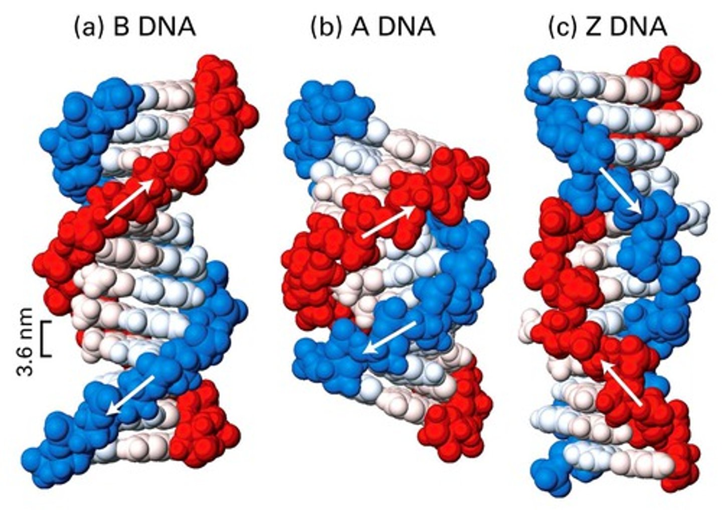 <p>alternating purines and pyrimidines</p><p>least compact; function not known</p><p>left-handed</p>