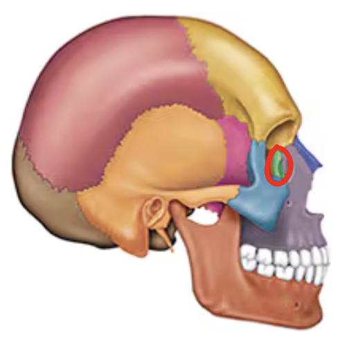 <p>Name this bone of the skull</p>