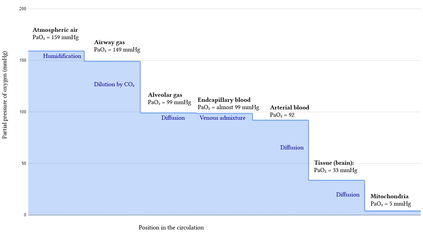 <ul><li><p>how PO<sub>2</sub> decreases as air moves through respiratory system and into cells</p></li><li><p>partial pressure gradient for O<sub>2</sub> between air and mitochondria</p></li></ul><p></p>