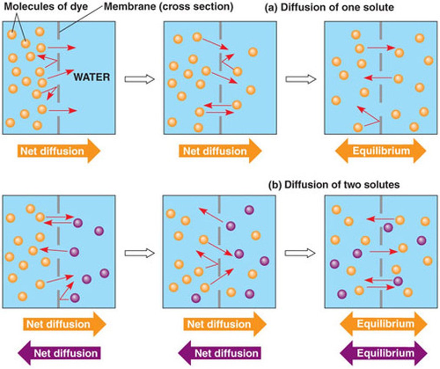 <p>Movement of molecules (oxygen, caron dioxide, natural steroid hormones) from an area of higher concentration to an area of lower concentration.</p>