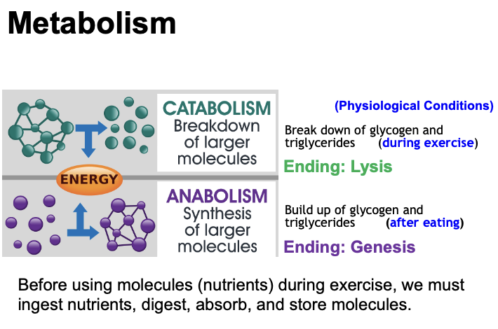 <p>Metabolism is the sum of all chemical reactions in cells that convert food into energy and structural components needed for essential functions like movement and maintaining cellular function.<br>It includes:</p><ul><li><p>Catabolism – breaking down molecules</p></li><li><p>Anabolism (2 hours after eating) – building up molecules</p></li></ul><p></p>
