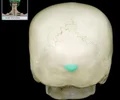 <p>prominent elevation on external surface; provides attachment for nuchal ligament</p>