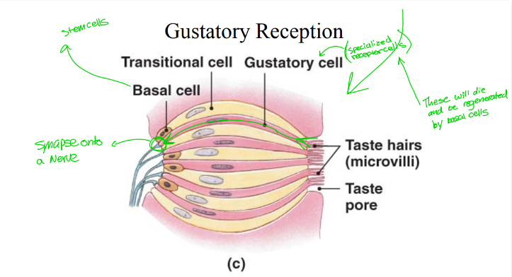 <p>Taste buds contain what two types of cells?</p>