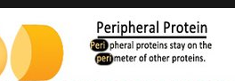 <p>peripheral membrane proteins</p>