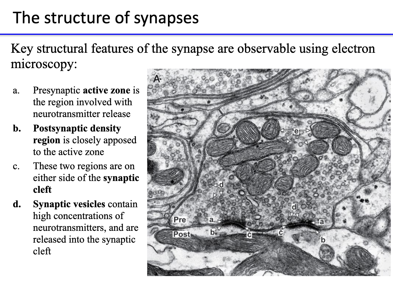 <ul><li><p><strong>Presynaptic active zone:</strong> site of <strong>neurotransmitter release</strong>.</p></li><li><p><strong>Postsynaptic density:</strong> region containing <strong>receptors</strong>, directly across from active zone.</p></li><li><p><strong>Synaptic cleft:</strong> space between pre- and postsynaptic membranes.</p></li><li><p><strong>Synaptic vesicles:</strong> store <strong>high concentrations of neurotransmitters</strong>, released into cleft upon activation.</p></li></ul><p></p>
