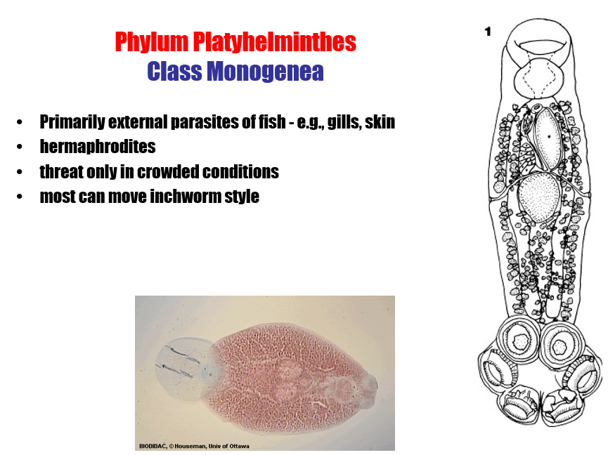 <p>class monogenea</p>