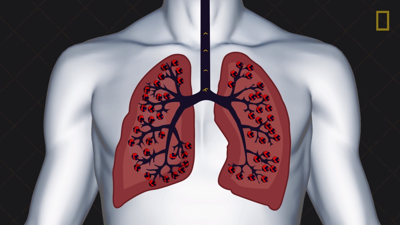 <p>What are the organs where exchange of atmospheric oxygen and waste carbon dioxide takes place?</p>