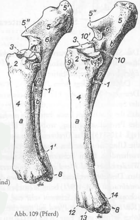 <p>Antebrachii, Craniolateral 7-14</p>