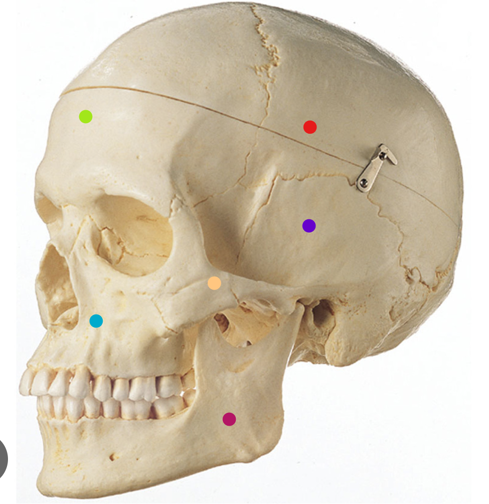 <p>what bone is the green dot</p>