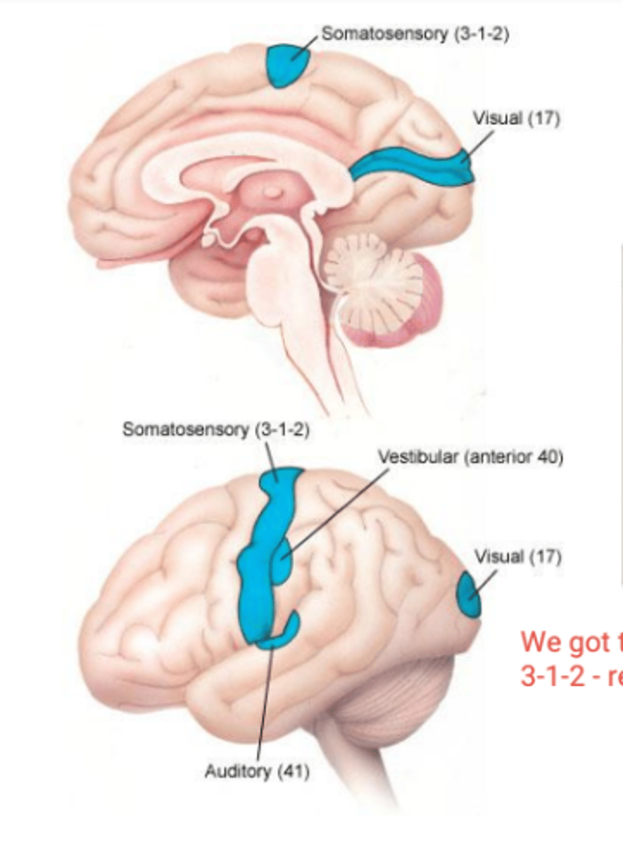 <p>distinguishes intensity of light, shape, size, and location of objects</p>