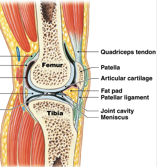 <ul><li><p>meniscus/ menisci </p><ul><li><p>fibrocartilage: additional layer between articulating bones </p></li><li><p>shock absorption</p></li><li><p>subdivide cavity, channel fluid, alter shape of articulating surface </p></li></ul></li><li><p>Fat pads</p><ul><li><p>adipose covered by synovial membrane </p></li><li><p>protect articular cartilage </p></li><li><p>packing material </p></li></ul></li><li><p>Bursa </p><ul><li><p>pockets of synovial fluid surrounded by membrane </p></li><li><p>reduce friction at site of tendon and ligament attachment </p></li></ul></li></ul><p></p>